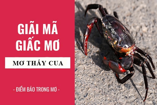 Nằm mơ thấy cua đánh số gì? Gi8 giải đáp giấc mơ con cua