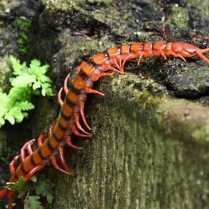 thấy con rết đánh số mấy giúp tỉ lệ thắng lên đến 99%