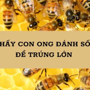 Con ong đánh số mấy để trúng lớn? Khám phá ngay cùng Gi8