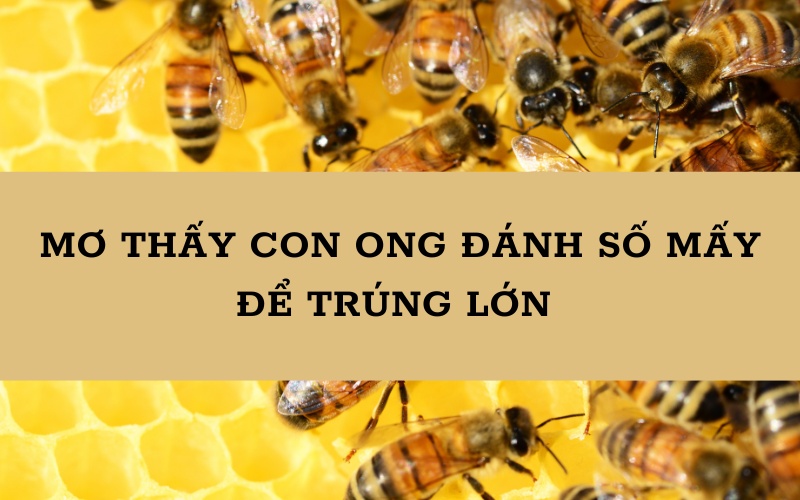 Con ong đánh số mấy để trúng lớn? Khám phá ngay cùng Gi8