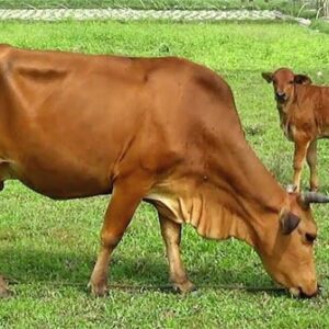 Mơ thấy con bò đánh số gì? Giải mã điềm báo chuẩn 100%