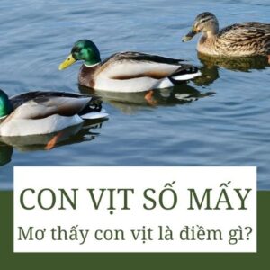 Mơ thấy con vịt đánh số gì? Gi8 giải mã con vịt trong lô đề