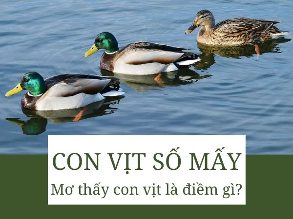 Mơ thấy con vịt đánh số gì? Gi8 giải mã con vịt trong lô đề