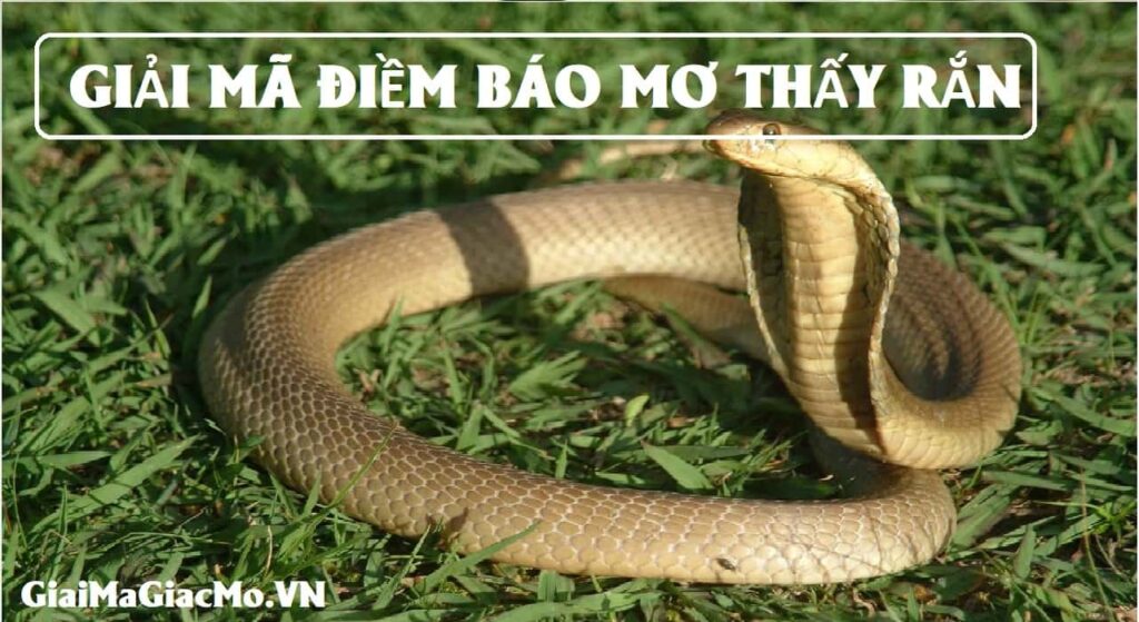 Mơ thấy rắn đánh con gì? Gi8 giải đáp giấc mơ cho bạn