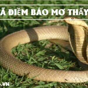 Mơ thấy rắn đánh con gì? Gi8 giải đáp giấc mơ cho bạn