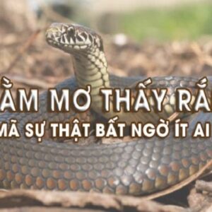 Con ran so may? Mơ thấy rắn tốt hay xấu? Gi8 giải đáp cho bạn