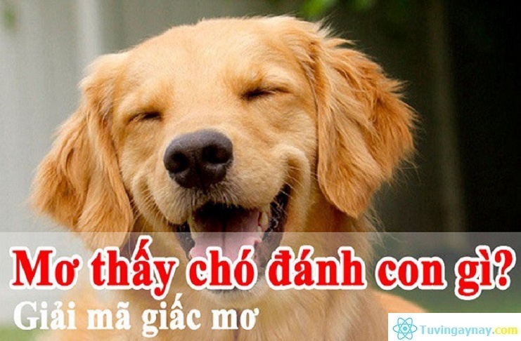 Chó là số mấy trong lô đề? Gi8 giải đáp giấc mơ thấy chó