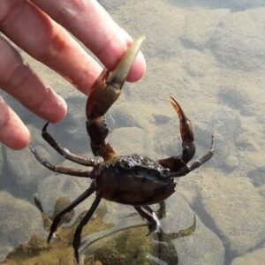 Bắt được cua đánh con gì? Cùng gi8 giải mã chi tiết