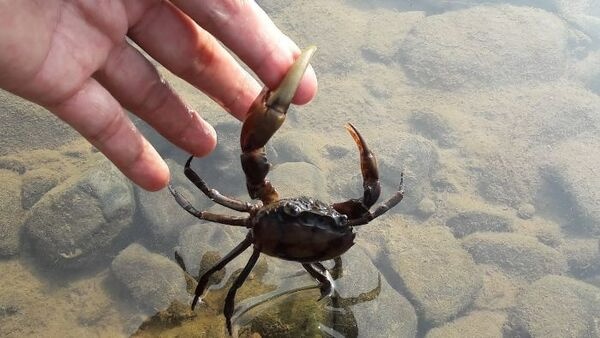 Bắt được cua đánh con gì? Cùng gi8 giải mã chi tiết