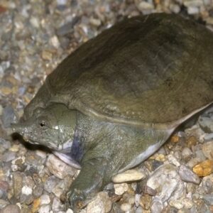 Con ba ba đánh số mấy? Cùng gi8 tìm hiểu giấc mơ về ba ba