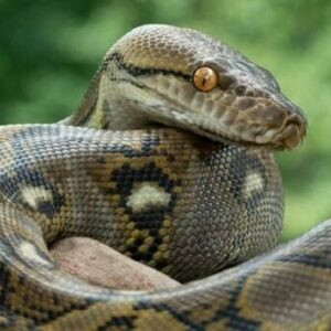 Nằm mơ thấy con trăn là điềm gì? Cùng gi88 giải mã