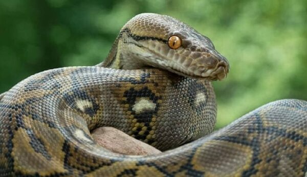 Nằm mơ thấy con trăn là điềm gì? Cùng gi88 giải mã