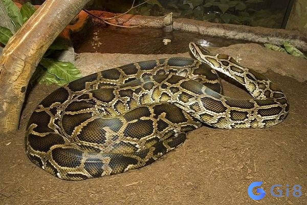Tùy từng tình huống giấc mơ có những ý nghĩa khác nhau Tùy từng tình huống giấc mơ có những ý nghĩa khác nhau