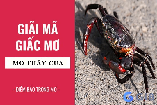 Con cua xuất hiện trong mơ có ý nghĩa gì? Nằm mơ thấy cua đánh số gì?