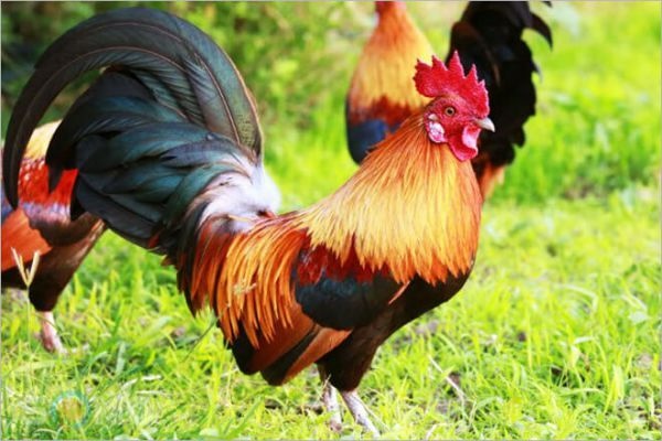 Con gà là con gì? Cùng gi8 giải mã giấc mơ thấy gà