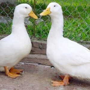 Con vịt đánh số mấy? Giải mã giấc mơ thấy vịt cùng gi8