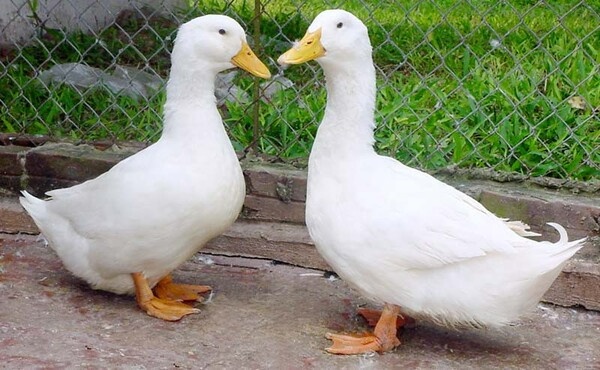 Con vịt đánh số mấy? Giải mã giấc mơ thấy vịt cùng gi8