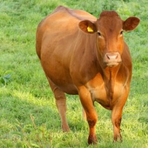 Mơ thấy con bò đánh số gì? Cùng gi8 khám phá giấc mơ thấy bò