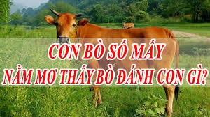 Nằm mơ thấy con bò đánh con gì? Gi8 giải mã các con số đề