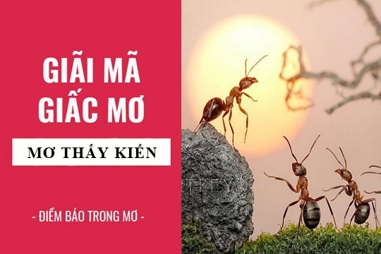 Mơ thấy đàn kiến đánh con gì? Thấy đàn kiến đánh: 29, 30, 73