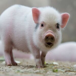 Mơ thấy lợn đánh đề con gì? Gi88 giải mã giấc mơ về heo