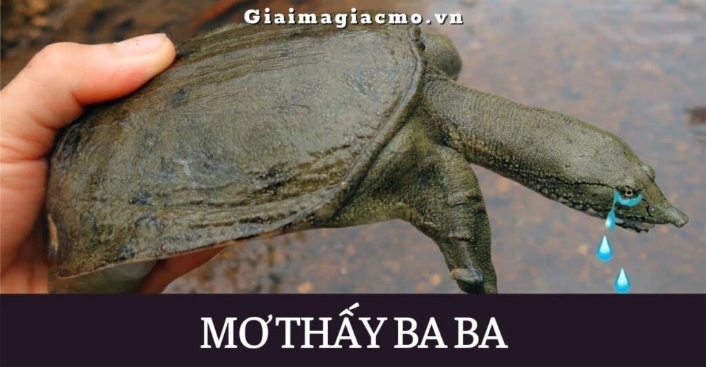 Mơ thấy con ba ba đánh con gì? Mơ thấy bắt ba ba đánh 12 - 21
