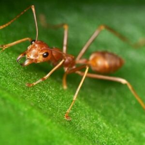 Mơ thấy kiến đánh con gì? Số may mắn của con kiến là 29 - 91