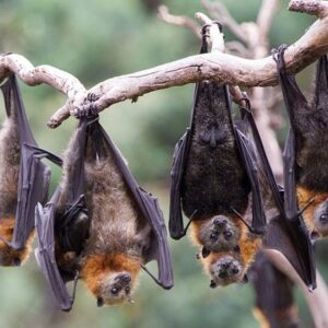 Mơ thấy con dơi đánh con gì? Mơ thấy dơi thì đánh ngay: 32 - 90