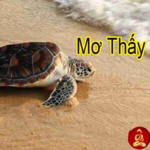 Mơ thấy rùa đánh đề con gì? Cùng Gi88 giai mã giấc mơ về rùa