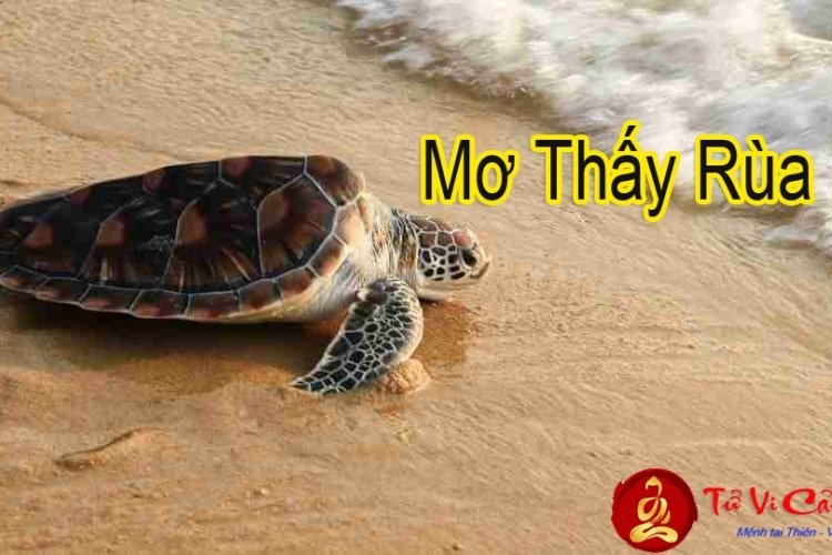 Mơ thấy rùa đánh đề con gì? Cùng Gi88 giai mã giấc mơ về rùa