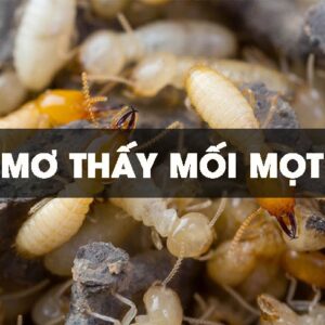 Ngủ mơ thấy mối nên đánh số gì? Mộng thấy mối chúa đánh 90