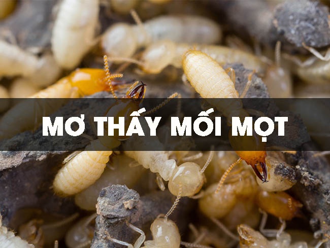 Ngủ mơ thấy mối nên đánh số gì? Mộng thấy mối chúa đánh 90