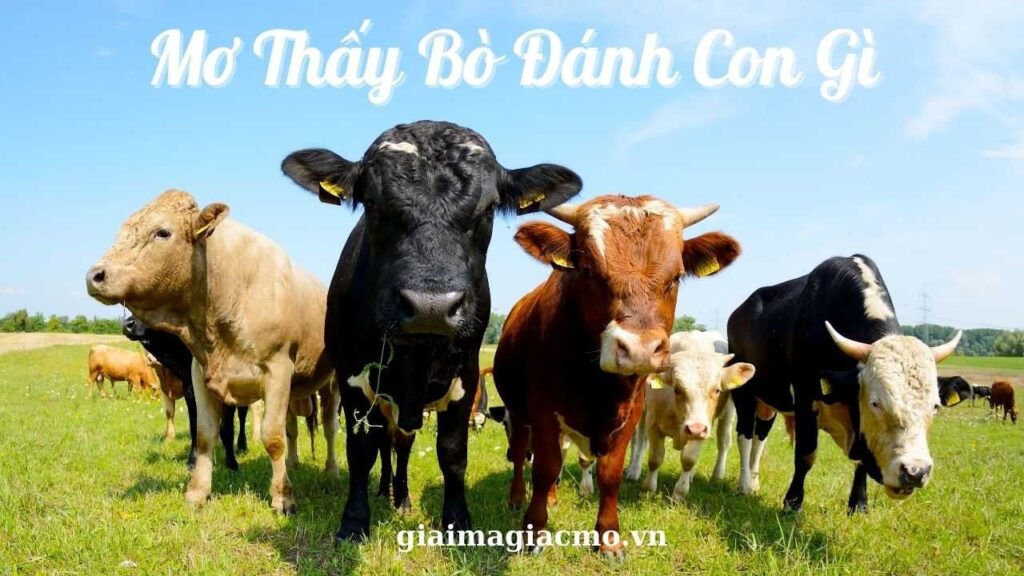 Nằm mơ thấy con bò đánh con gì? Thấy bò đực đánh số: 54