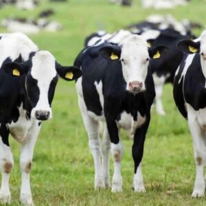 Nằm mơ thấy con bò đánh số mấy? Gi8 giải đáp giấc mơ con bò