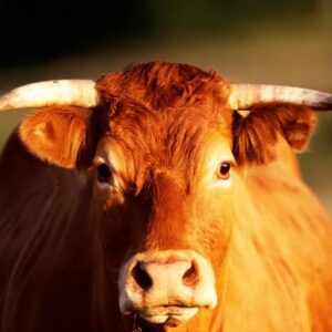 Con bo so may? Cùng gi88 giải mã chi tiết giấc mơ