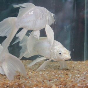 Con cá trắng số mấy? Cùng gi88 giải mã chi tiết giấc mơ