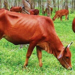 Nằm mơ thấy con bò đánh số gì? Giải mã cùng Gi8