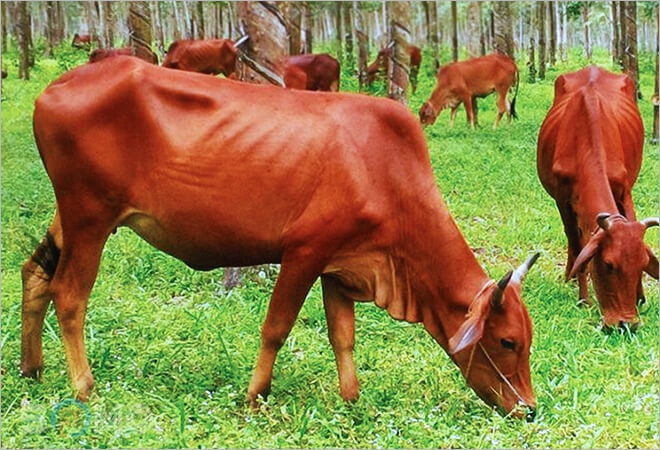 Nằm mơ thấy con bò đánh số gì? Giải mã cùng Gi8