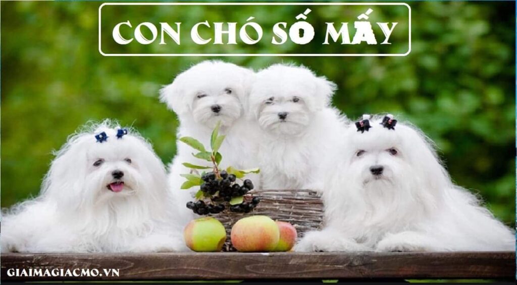 Con cho so may? Gi8 giải mã giấc mơ về chó trong lô đề