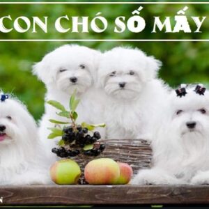 Con cho so may? Gi8 giải mã giấc mơ về chó trong lô đề