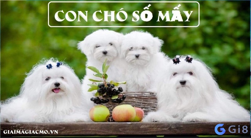Con chó đánh số mấy? Con cho so may