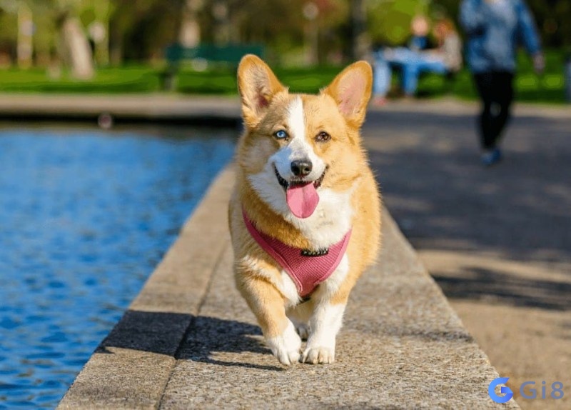 Chó có thể nói là bạn của con người Con cho so may