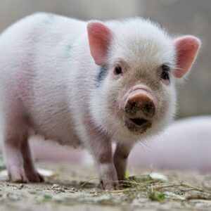 Con heo trong số đề là số mấy? Gi8 giải mã con heo trong lô đề