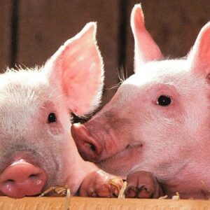 Mơ thấy heo đánh con gì? Luận giải chiêm bao cùng Gi8