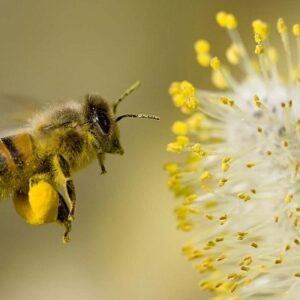 Ong là số mấy? Giải mã 8 điềm báo liên quan cùng Gi8