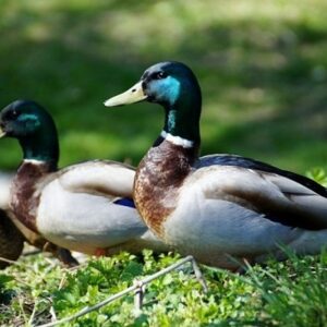 Vịt là số mấy? Cùng gi88 giải mã chi tiết giấc mơ vịt