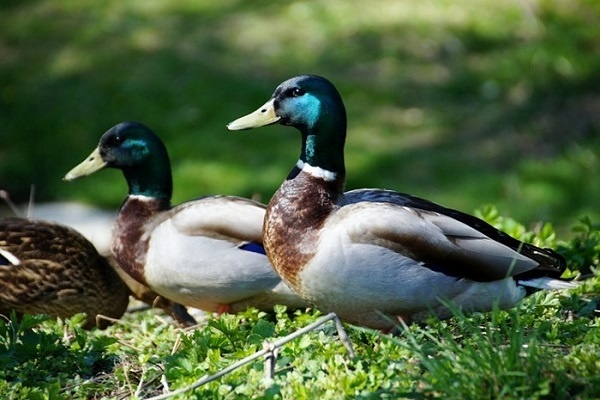 Vịt là số mấy? Cùng gi88 giải mã chi tiết giấc mơ vịt