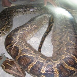 Mo thay con tran nên đánh con số gì? Ta đánh cặp số 12-64