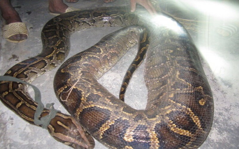 Mo thay con tran nên đánh con số gì? Ta đánh cặp số 12-64