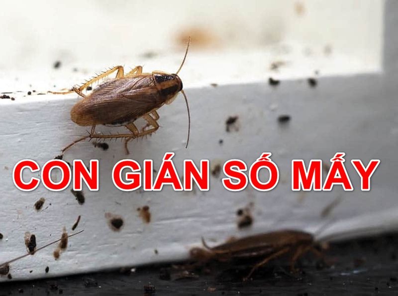 Con gián là số mấy? Gi8 giải đáp giấc mơ thấy gián trong lô đề